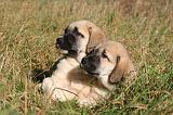KANGAL 078